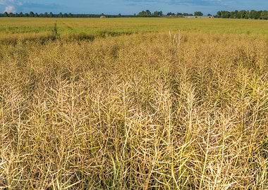Field Corn Harvest Barley