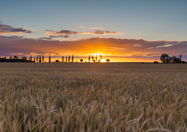 Light Nature Sun Tree Land