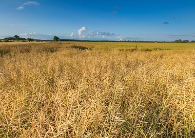 Field Corn Harvest Barley