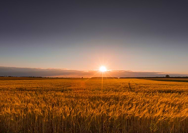 Outdoors Plain Plant Red N
