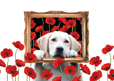 Golden Retriever Poppies