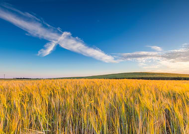 Sunset Rural Sky Corn Farm