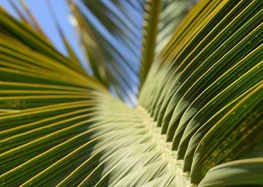 The Sunny Palm Leaf