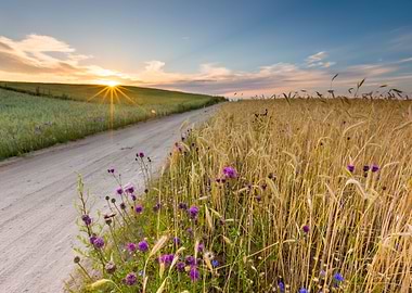 Sunset Rural Sky Corn Farm