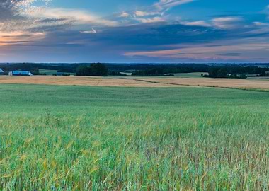 Outdoors Plain Plant Red N