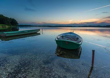 Tree Gorgeous Distance War