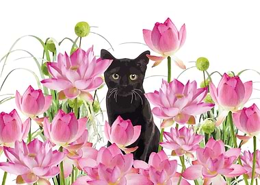 Black Cat Lotus Field