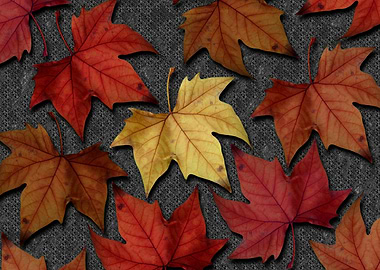 Autumn Leaves I