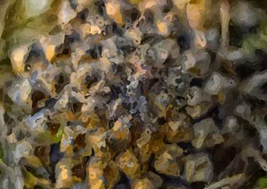 Pine cone Digital drawing