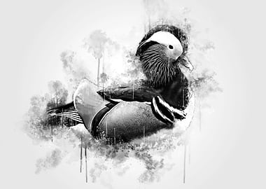 Mandarin Duck BW