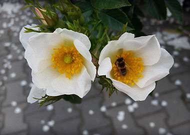 Bee and flowers in spring