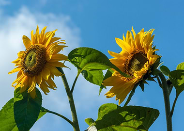 Sunflowers and Blue Sky