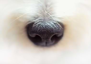 cute dog puppy nose