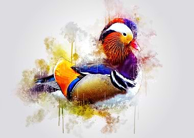 Mandarin Duck