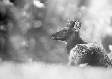 Tranquillity of the Forest