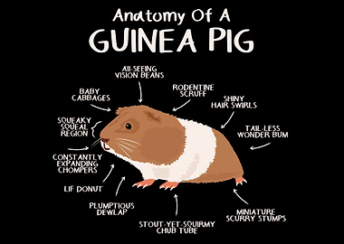Anatomy of a Guinea Pig