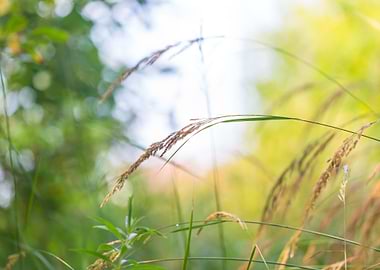 Romantic Rural Season Summ