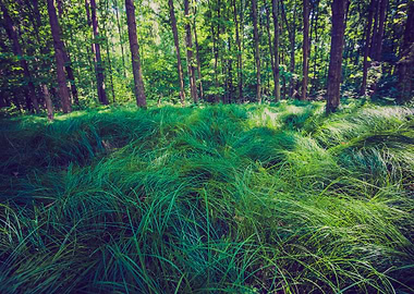 Green Forest Foliage Natur