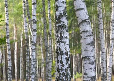Nature Summer Forest Sunli