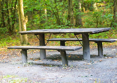 Environment Landscape Fore