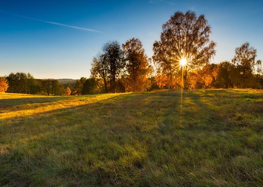 Nature Forest Landscape Me