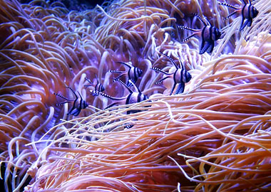 Sea Anemones
