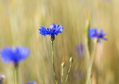Field Flower Nature Cornfl