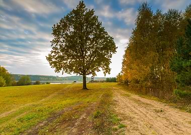 Forest Nature Autumn Fall