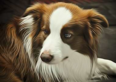 Border Collie Brown