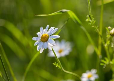 Aroma Aromatherapy Backgro