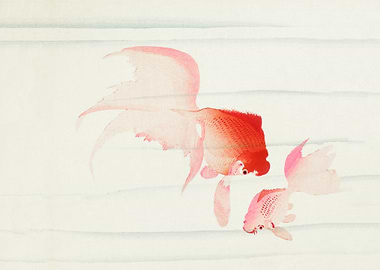 Gold fish
