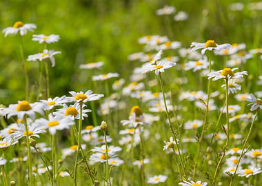 Nature Plant Background Sp