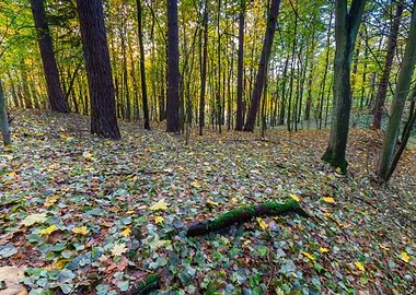 Fall Red Europe Landscape