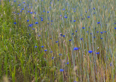 Field Flower Nature Cornfl