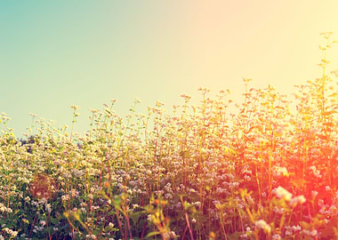 Agriculture Background Bea