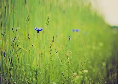 Meadow Plant Landscape Gre