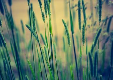 Romantic Rural Season Summ