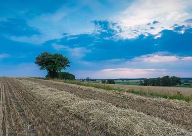 Stubble Harvest Straw Sky