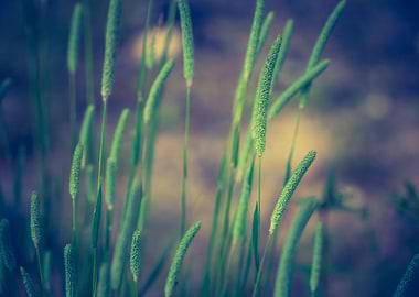 Romantic Rural Season Summ