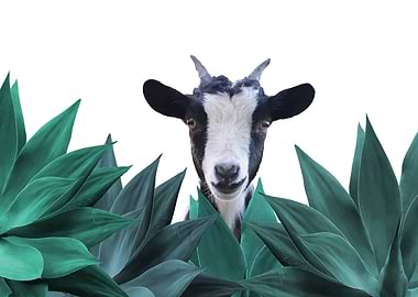 Cute Goat Agave Leaves