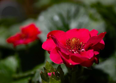 Strawberry Flower