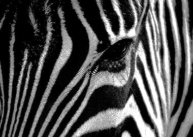 zebra facial lines