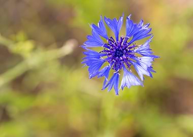 Meadow Plant Landscape Gre