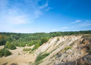 Forest Ecology Tree Nature