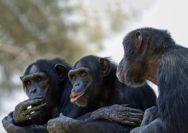 Three Chimpanzees socializ