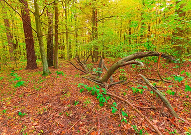Nature Landscape Forest Sc