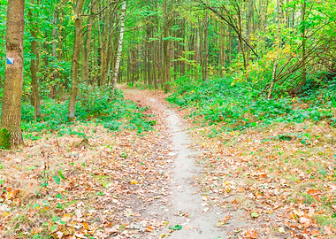 Nature Landscape Forest Sc