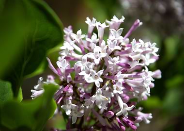 Lilac Flowers