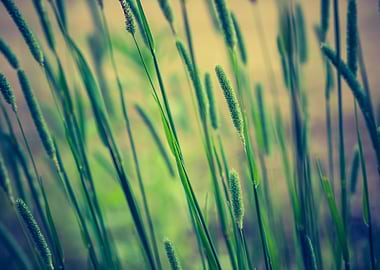 Romantic Rural Season Summ