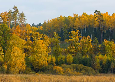 Forest Nature Autumn Fall